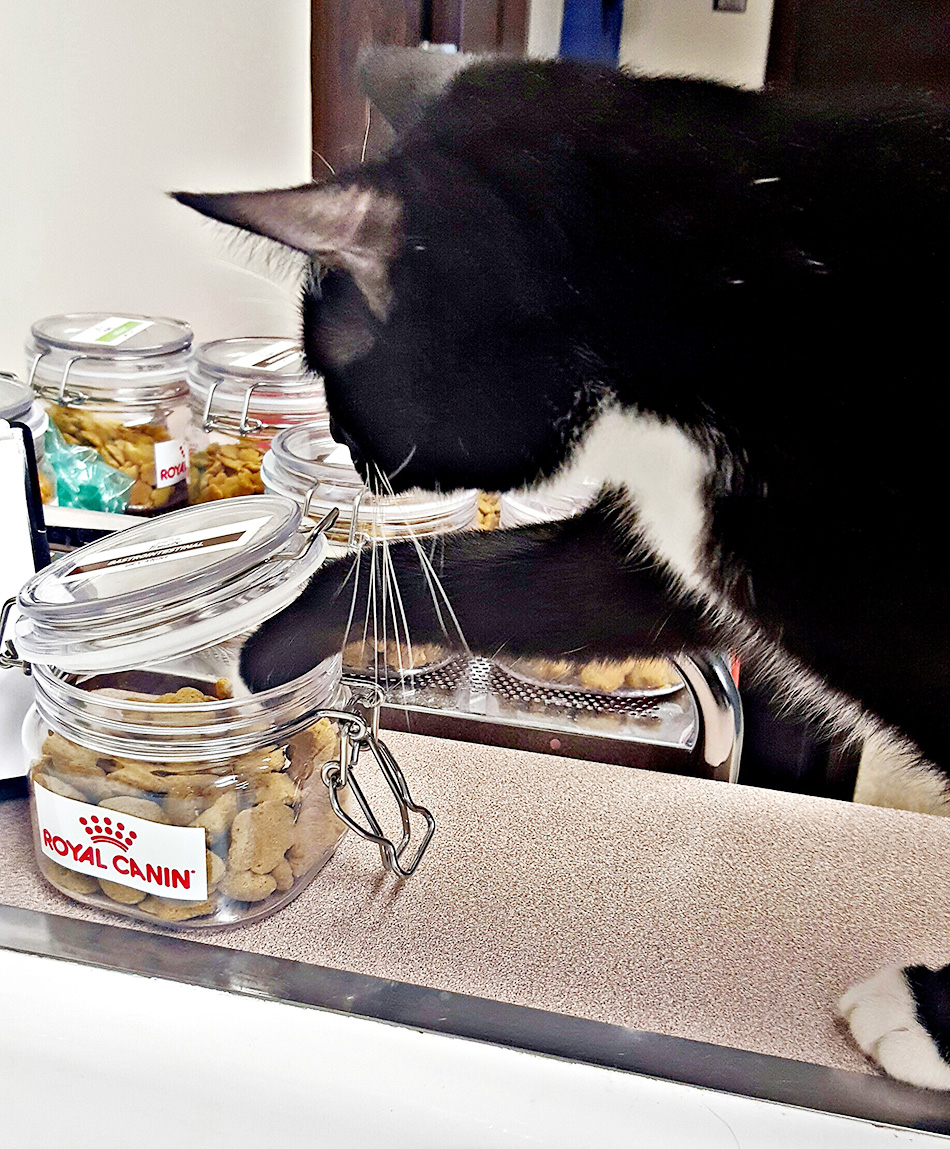 cat paw in treat jar