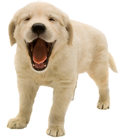 puppy grin
